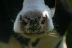 <img150*0:stuff/z/169023/MooCows.1/i1277917664_35.jpg>