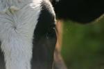 <img150*0:stuff/z/169023/MooCows.1/i1277917664_36.jpg>