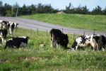 <img150*0:stuff/z/169023/MooCows.1/i1277917664_37.jpg>