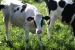 <img150*0:stuff/z/169023/MooCows.1/i1277917664_38.jpg>
