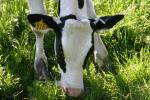 <img150*0:stuff/z/169023/MooCows.1/i1277917664_39.jpg>