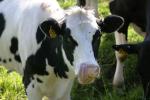 <img150*0:stuff/z/169023/MooCows.1/i1277917665_40.jpg>