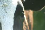 <img150*0:stuff/z/169023/MooCows.1/i1277917665_41.jpg>