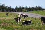<img150*0:stuff/z/169023/MooCows.2/i1277919235_1.jpg>