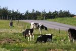 <img150*0:stuff/z/169023/MooCows.2/i1277919235_2.jpg>
