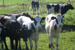 <img150*0:stuff/z/169023/MooCows.2/i1277919235_3.jpg>