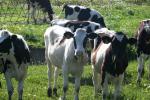<img150*0:stuff/z/169023/MooCows.2/i1277919235_4.jpg>