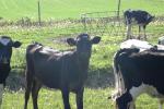 <img150*0:stuff/z/169023/MooCows.2/i1277919235_5.jpg>