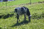 <img150*0:stuff/z/169023/MooCows.2/i1277919235_6.jpg>