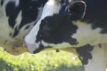 <img150*0:stuff/z/169023/MooCows.2/i1277919235_7.jpg>