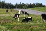 <img150*0:stuff/z/169023/MooCows.2/i1277919235_8.jpg>