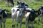 <img150*0:stuff/z/169023/MooCows.2/i1277919236_10.jpg>
