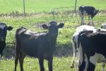 <img150*0:stuff/z/169023/MooCows.2/i1277919236_11.jpg>