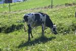 <img150*0:stuff/z/169023/MooCows.2/i1277919236_12.jpg>