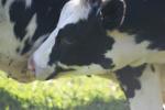<img150*0:stuff/z/169023/MooCows.2/i1277919236_13.jpg>