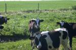 <img150*0:stuff/z/169023/MooCows.2/i1277919236_14.jpg>