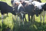 <img150*0:stuff/z/169023/MooCows.2/i1277919236_15.jpg>