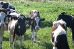<img150*0:stuff/z/169023/MooCows.2/i1277919236_16.jpg>