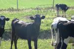 <img150*0:stuff/z/169023/MooCows.2/i1277919236_17.jpg>