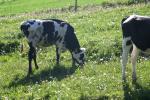 <img150*0:stuff/z/169023/MooCows.2/i1277919236_18.jpg>
