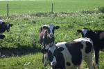 <img150*0:stuff/z/169023/MooCows.2/i1277919236_20.jpg>