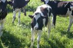 <img150*0:stuff/z/169023/MooCows.2/i1277919237_21.jpg>