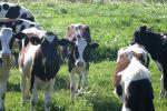 <img150*0:stuff/z/169023/MooCows.2/i1277919237_22.jpg>