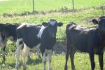 <img150*0:stuff/z/169023/MooCows.2/i1277919237_23.jpg>