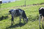 <img150*0:stuff/z/169023/MooCows.2/i1277919237_24.jpg>
