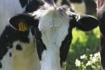 <img150*0:stuff/z/169023/MooCows.2/i1277919237_25.jpg>