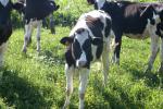 <img150*0:stuff/z/169023/MooCows.2/i1277919237_27.jpg>