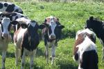<img150*0:stuff/z/169023/MooCows.2/i1277919237_28.jpg>