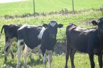 <img150*0:stuff/z/169023/MooCows.2/i1277919237_29.jpg>