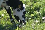 <img150*0:stuff/z/169023/MooCows.2/i1277919237_30.jpg>