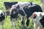 <img150*0:stuff/z/169023/MooCows.2/i1277919237_31.jpg>