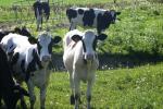 <img150*0:stuff/z/169023/MooCows.2/i1277919238_32.jpg>