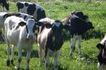 <img150*0:stuff/z/169023/MooCows.2/i1277919238_33.jpg>
