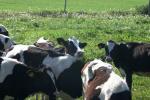<img150*0:stuff/z/169023/MooCows.2/i1277919238_34.jpg>