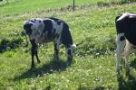 <img150*0:stuff/z/169023/MooCows.2/i1277919238_35.jpg>