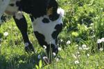 <img150*0:stuff/z/169023/MooCows.2/i1277919238_36.jpg>