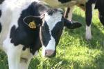 <img150*0:stuff/z/169023/MooCows.2/i1277919238_37.jpg>