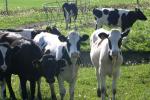 <img150*0:stuff/z/169023/MooCows.2/i1277919238_38.jpg>