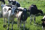 <img150*0:stuff/z/169023/MooCows.2/i1277919238_39.jpg>
