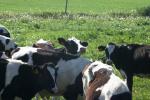 <img150*0:stuff/z/169023/MooCows.2/i1277919238_40.jpg>
