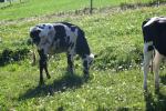 <img150*0:stuff/z/169023/MooCows.2/i1277919238_41.jpg>