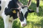 <img150*0:stuff/z/169023/MooCows.3/i1277919964_1.jpg>