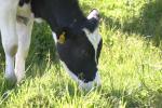 <img150*0:stuff/z/169023/MooCows.3/i1277919964_2.jpg>