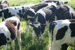 <img150*0:stuff/z/169023/MooCows.3/i1277919964_3.jpg>