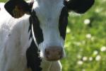 <img150*0:stuff/z/169023/MooCows.3/i1277919964_4.jpg>