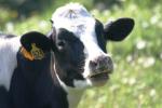 <img150*0:stuff/z/169023/MooCows.3/i1277919964_5.jpg>